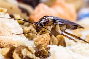 Las cucarachas son insectos que pueden desarrollarse en ambientes húmedos y cálidos.