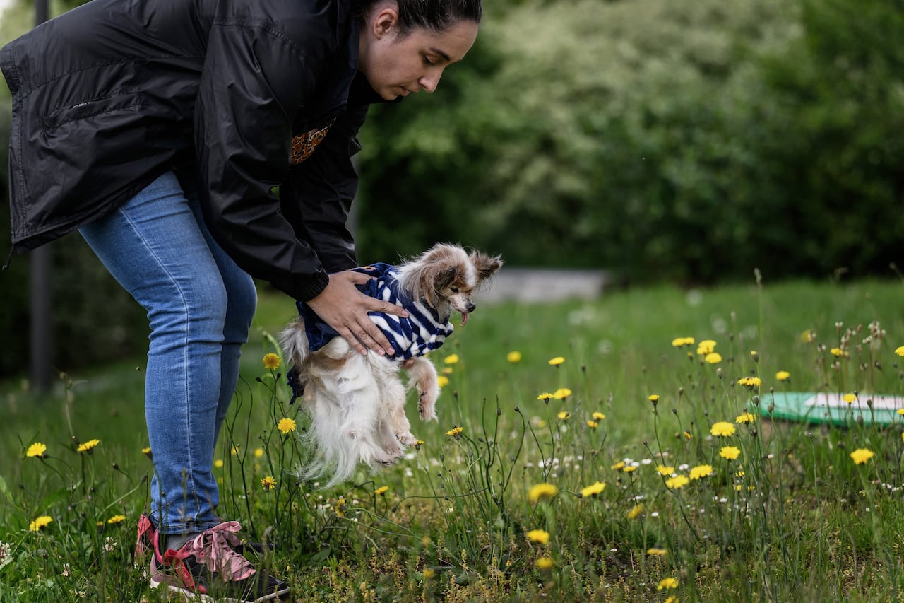 French dog owner Ophelie Boudol holds Lazare, a Continental Toy Spaniel Papillon said to be the world's oldest dog born in 1995, in Villy le Pelloux, eastern France, on May 12, 2026. When Lazare�s former owner passed away, the dog was taken in by the dog pound, which then contacted the French SPA (Soci�t� Protectrice des Animaux). His owner Ophelie Boudol, who will turn 30 in October, took Lazare in at the end of April and officially became its "permanent foster family" last week, with a birth certificate indicating December 4, 1995. 1995. (Photo by Jeff PACHOUD / AFP)