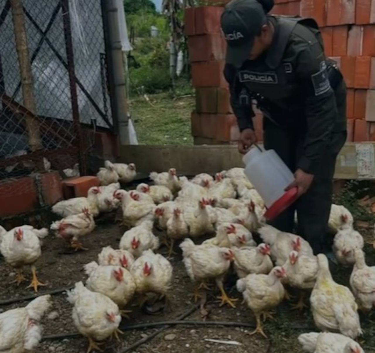 Con el apoyo de los policías y técnicos de varias dependencias de la alcaldía, se adelanta la comercialización de gallinas por parte de estos jóvenes, buscando así que sean ellos mismos los administradores de su negocio.