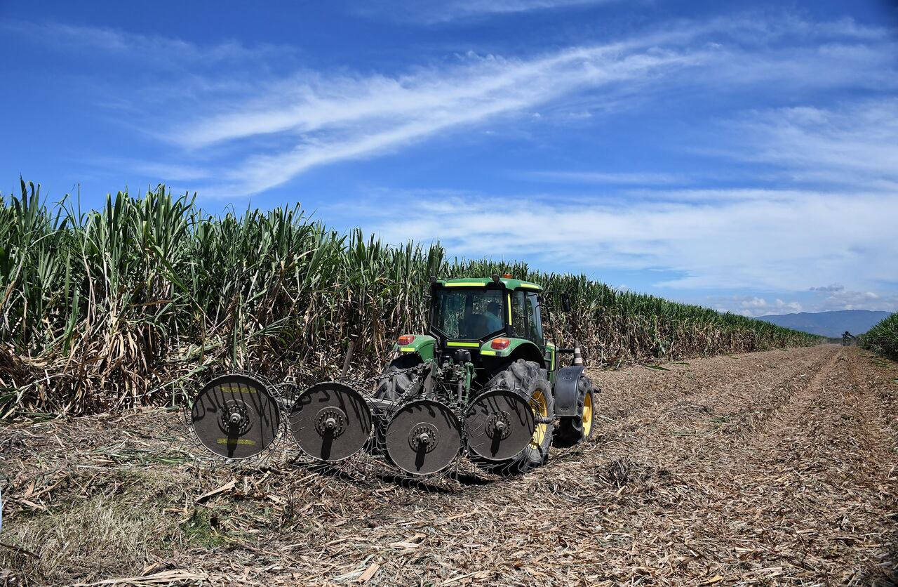 Ingenio Providencia, cultivos de caña, programas de sostenibilidad. Foto José L Guzmán. EL País.