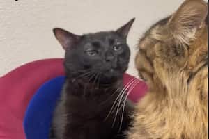 Se ha revelado el origen del meme de gato negro viral en TikTok, ¿ha tenido la oportunidad de ver a este felino en cuestión?