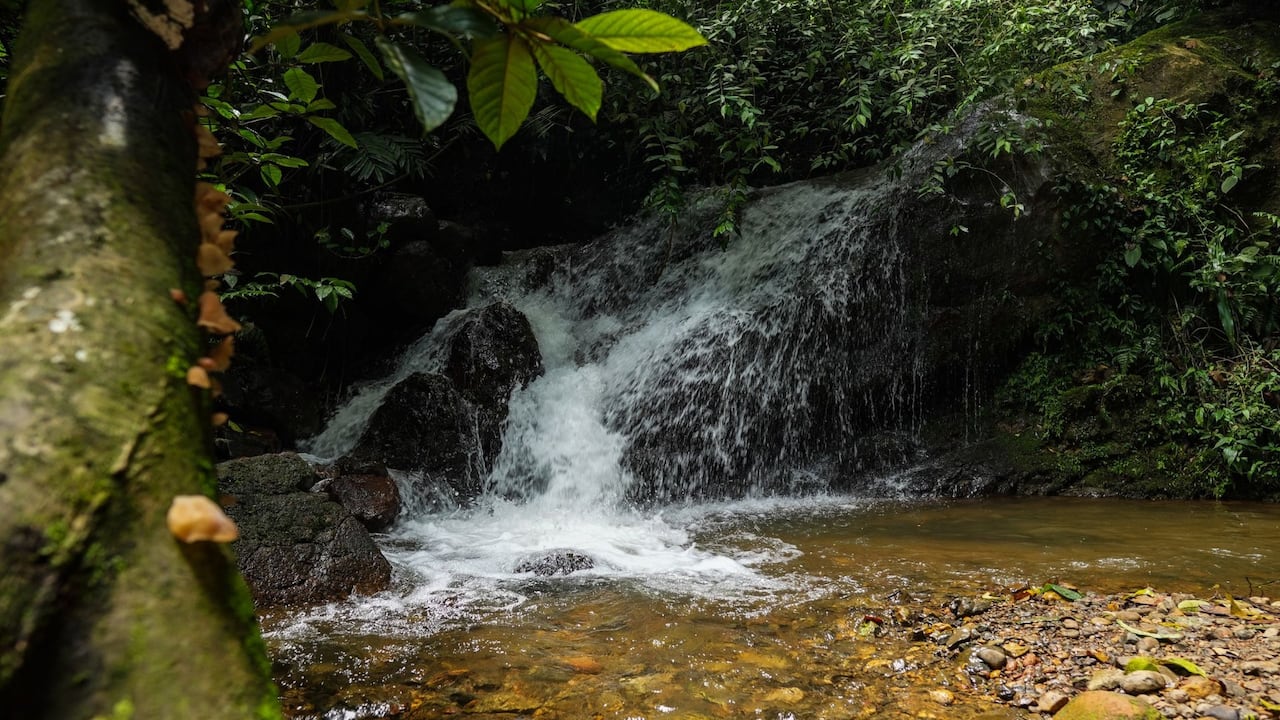 Ubicada a pocos minutos de la ciudad de Cali esta reserva natural trabaja desde hace más de una década por la conservación de los ecosistemas de la zona rural.