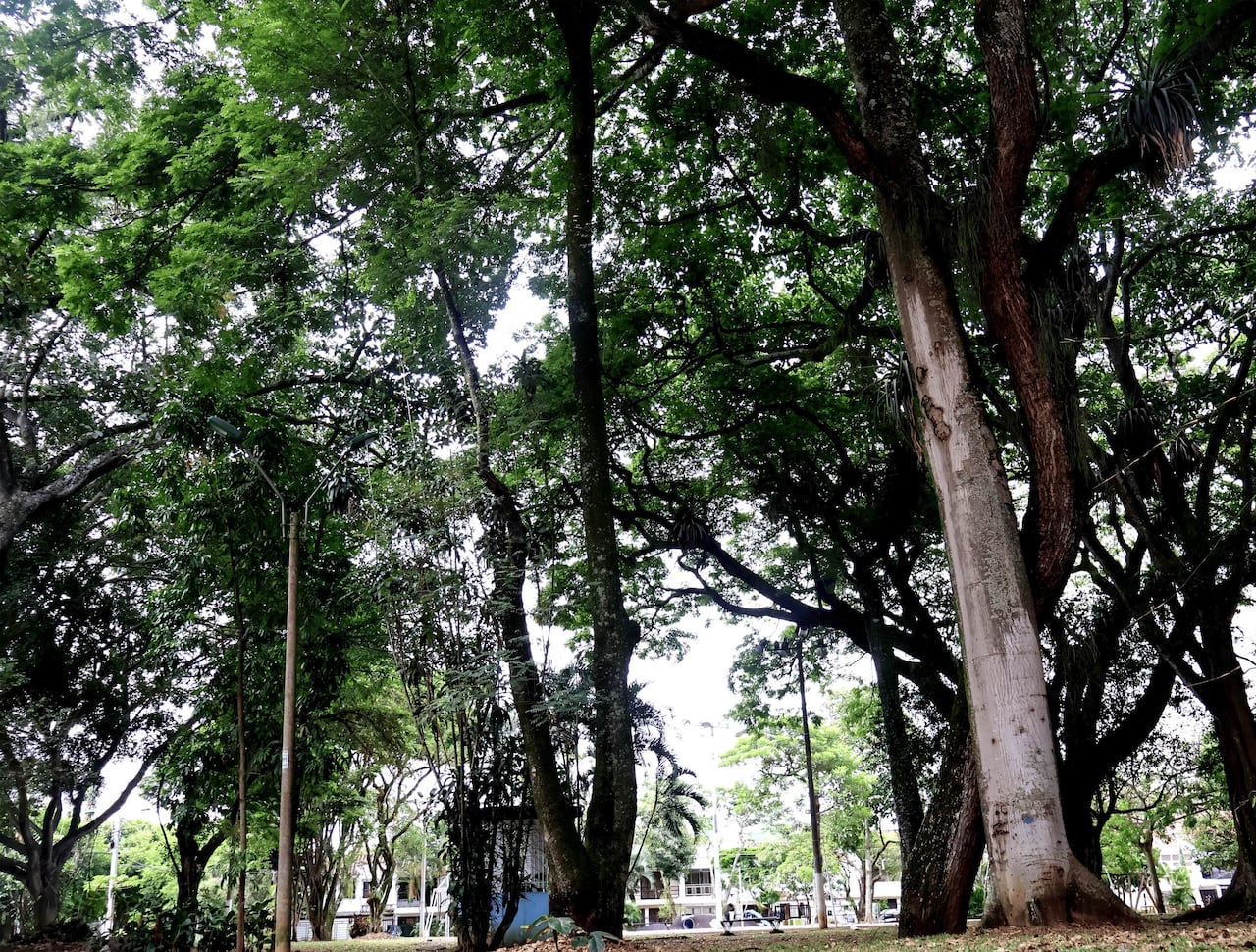 Este “romance arbóreo” invita a toda la ciudadanía caleña a redescubrir las historias que la capital vallecaucana tiene en sus parques, zonas verdes y bosques urbanos.