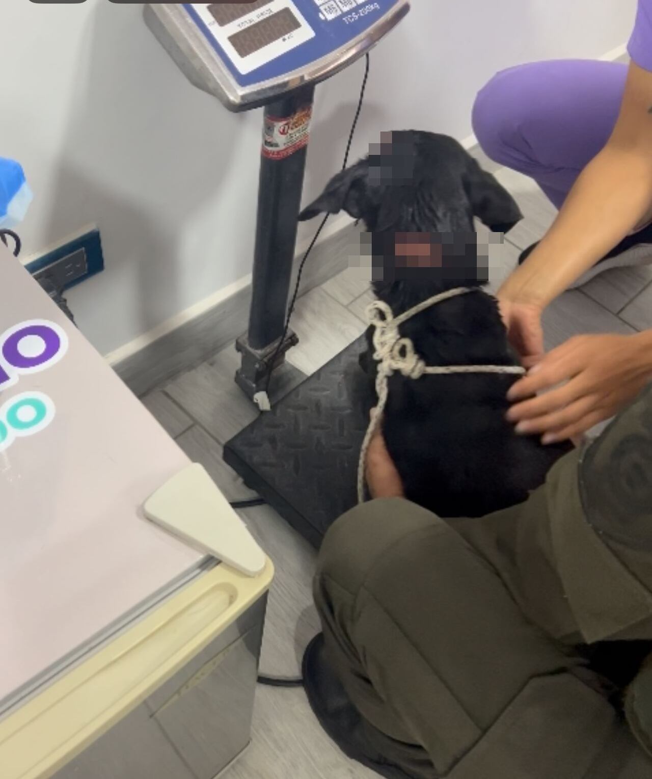 "Este caso demuestra el compromiso de nuestros policías con el respeto a todas las formas de vida", manifestó el comandante de la Policía en el Cauca, coronel Giovanny Torres Bautista.