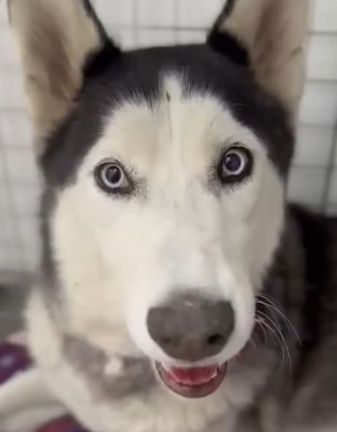 Esta perrita fue bautiza como milagros por las personas que ahora le brindan los respectivos cuidados.