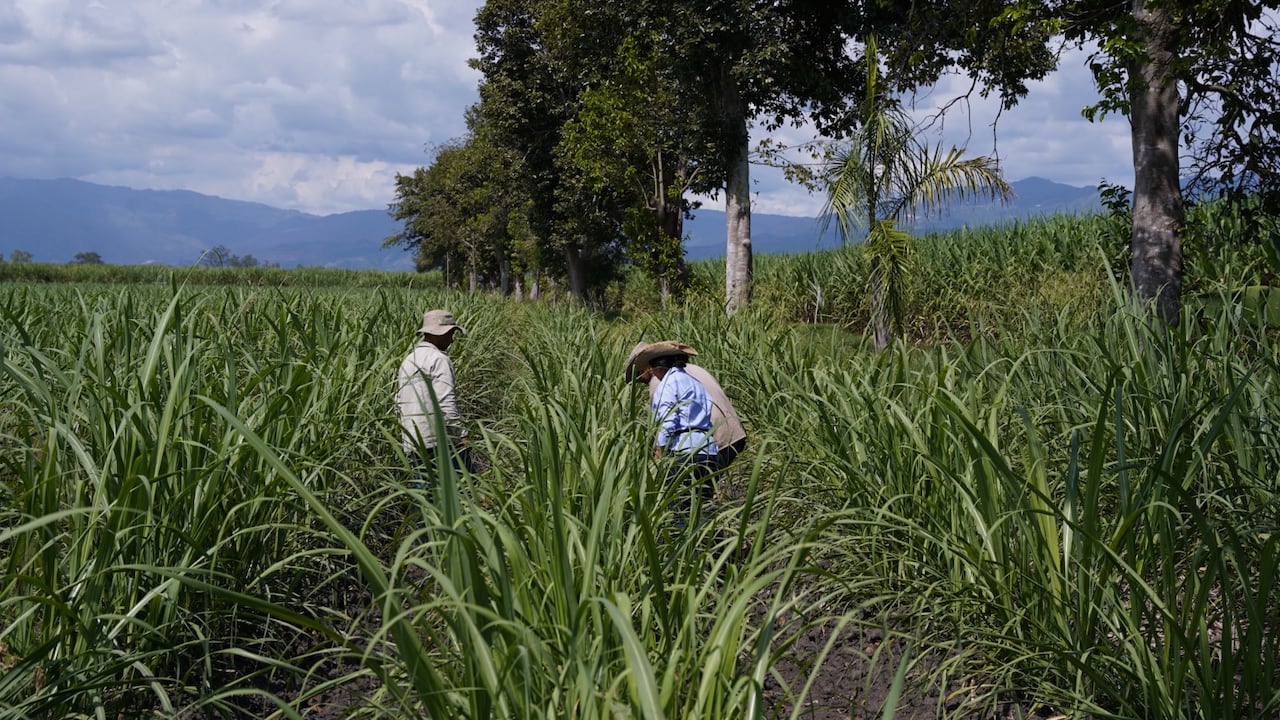 El aumento de los avalúos tiene en jaque a los productores del campo. En el Valle hay aumentos del 2000%.