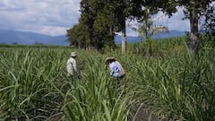El aumento de los avalúos tiene en jaque a los productores del campo. En el Valle hay aumentos del 2000%.