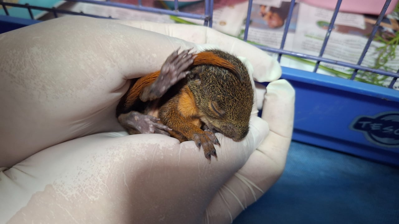 El equipo de especialistas veterinarios realiza exámenes de diagnóstico y control hemodinámico a un guatín rescatado con severas quemaduras tras el incendio en el Cerro de la Bandera.