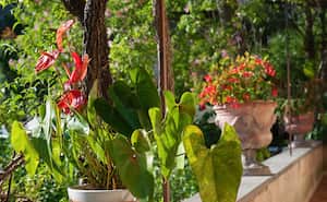 Los anturios son flores exóticas.