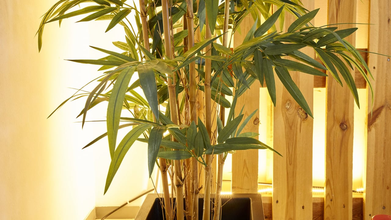 ¿Cómo atraer dinero con bambú, según Feng Shui?