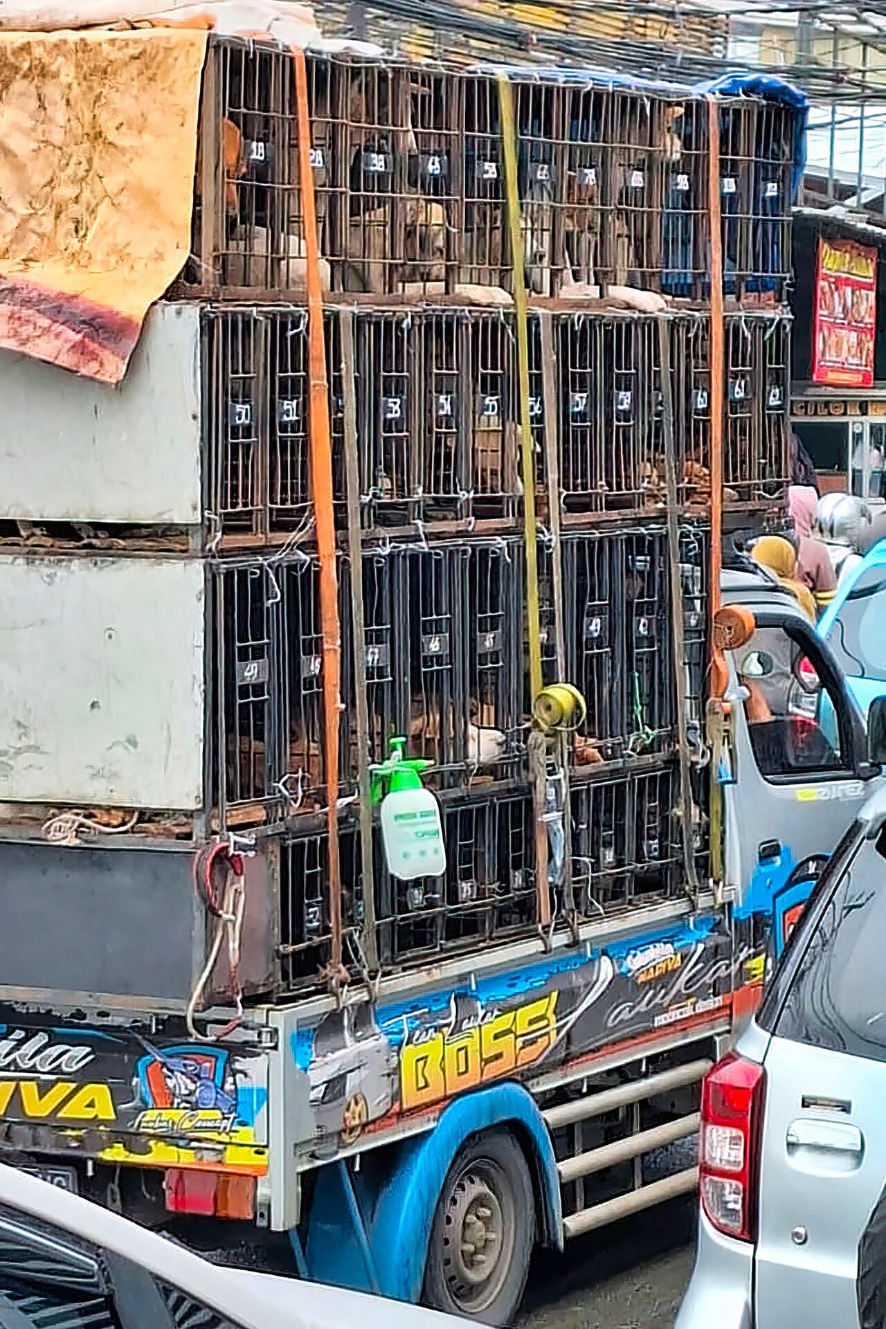 This undated handout picture released by Jakarta's food resiliency, maritime and agriculture agency (DKPKP) and received by AFP on November 26, 2025 shows a mini truck carrying cages filled with dogs as it drives through a busy street in Jakarta. This week, Jakarta's authorities announced a ban in the capital on trade for the consumption of rabies-transmitting animals, including cats and dogs. The prohibition, with a six-month grace period before enforcement begins, was hailed by animals rights groups who have long lobbied against the trade. (Photo by Handout / DKPKP / AFP) / RESTRICTED TO EDITORIAL USE - MANDATORY CREDIT "AFP PHOTO / DKPKP" - HANDOUT - NO MARKETING NO ADVERTISING CAMPAIGNS - DISTRIBUTED AS A SERVICE TO CLIENTS
