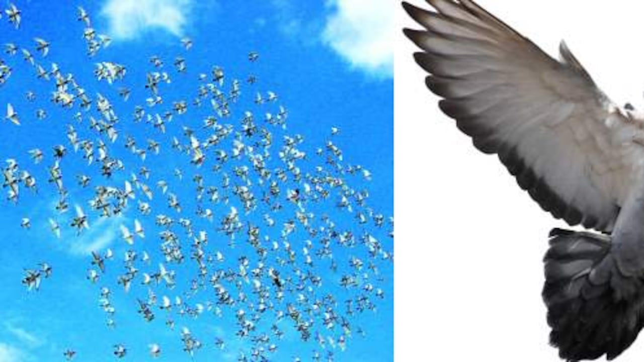 La paz no es tanto una conquista, sino un don. La paz, cuando es fruto de consensos humanos, es frágil y se rompe con facilidad.