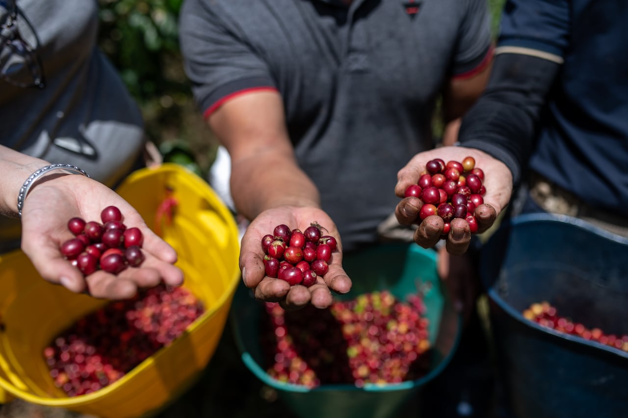 (De izquierda a derecha) Melanie Rutten-Suelz, Country Manager de Solidaridad en Alemania; Jesús Perafán, técnico de Solidaridad, y cafetalero Diego Édinson López muestra granos de café en la finca Limasol, en La Sierra, departamento de Cauca, Colombia