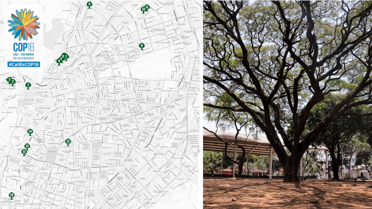 El Dagma tiene georreferenciados los 276 árboles notables que engalanan a Santiago de Cali.