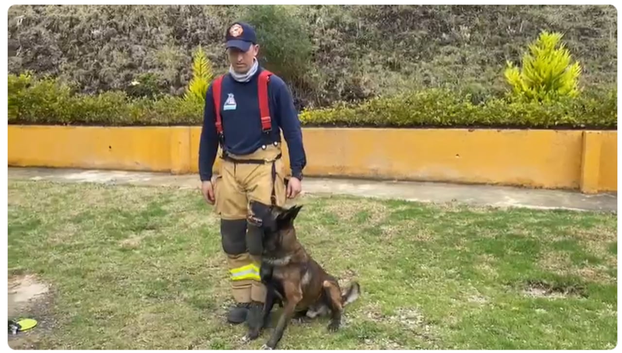 Dastan, el perro rescatista que fue enviado a Venezuela para apoyar en la búsqueda de sobrevivientes.