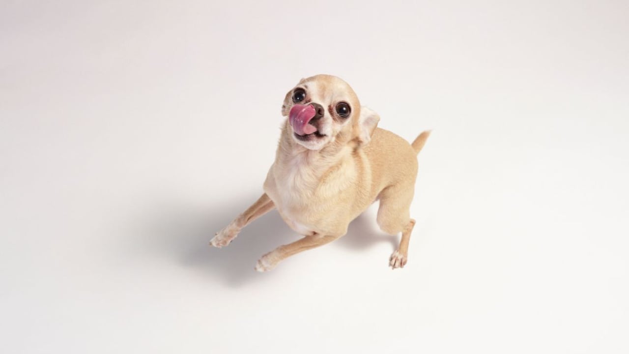 Cómo saber el tamaño de un perro.