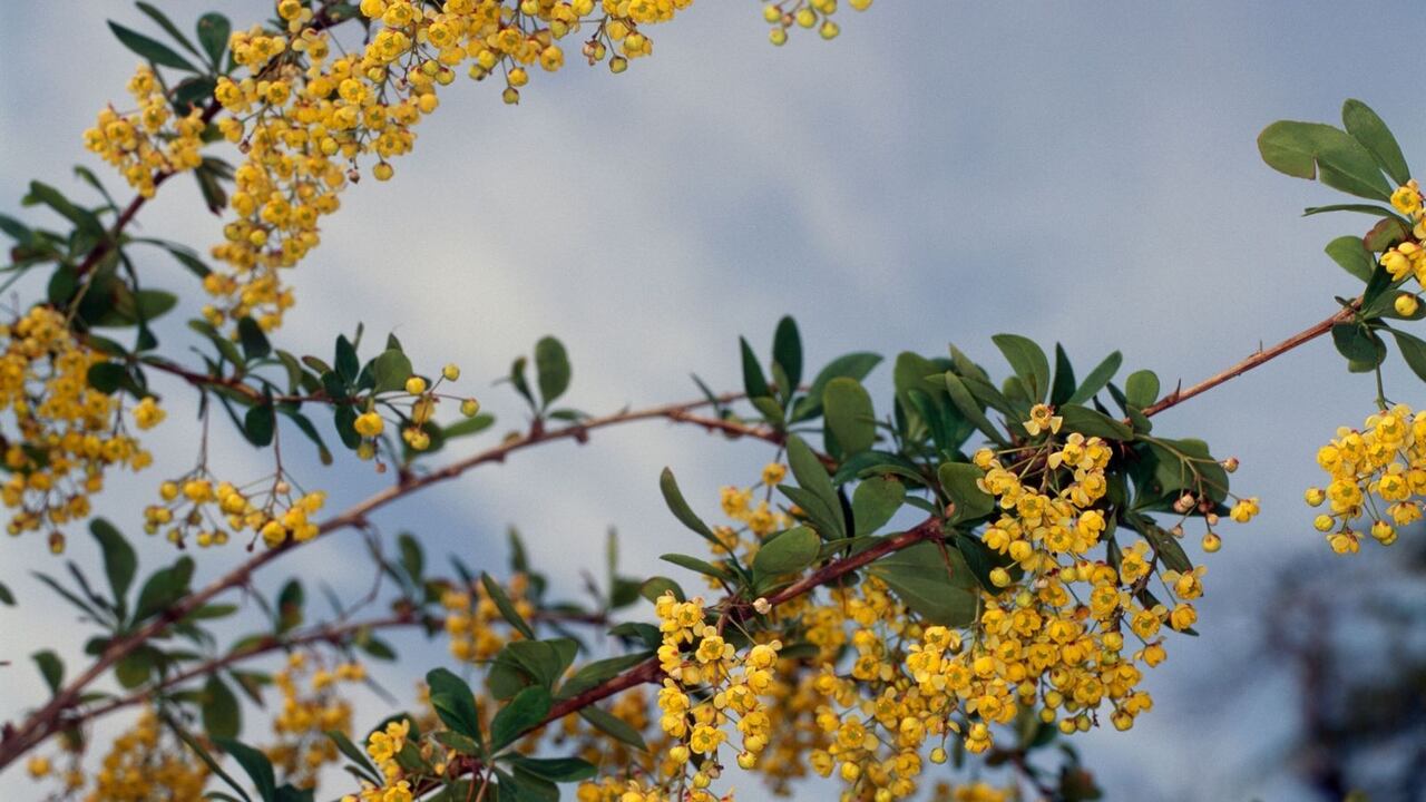 El agracejo americano (Berberis canadensis) es una de las fuentes del popular suplemento berberina.