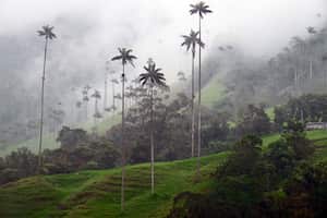El Valle del Cocora (Salento, Quindo), Colombia. (Foto de: Fetze Weestra/VW PICS/Universal Images Group vía Getty Images)