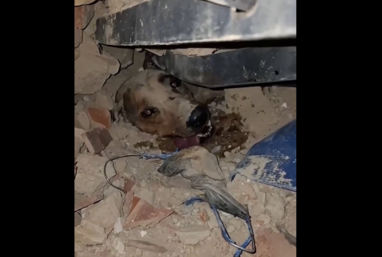 Perrito fue rescatado en Venezuela.