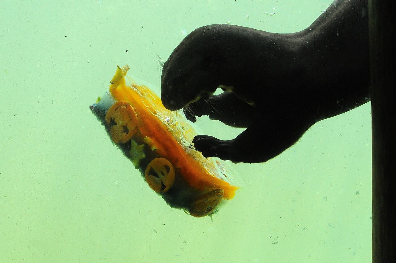 Vé: Mañana de Halloween en el zoológico, una celebración con una dieta balanceada para cada una de diferentes las especies. Foto José L Guzmán. EL País, oct 25-23