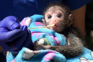 Mérida la mono araña que actualmente está en proceso de crianza asistida debido a que su mamá no se hizo cargo de ella desde el momento de su nacimiento. Desde su llegada, todo el equipo profesional y médicos veterinarios del Zoológico de Cali le han brindado todos los cuidados necesarios las 24 horas del día en su proceso de crianza debido a su temprana edad.
Con compromiso y dedicación seguirán con su labor de cuidar su vida con pasión.