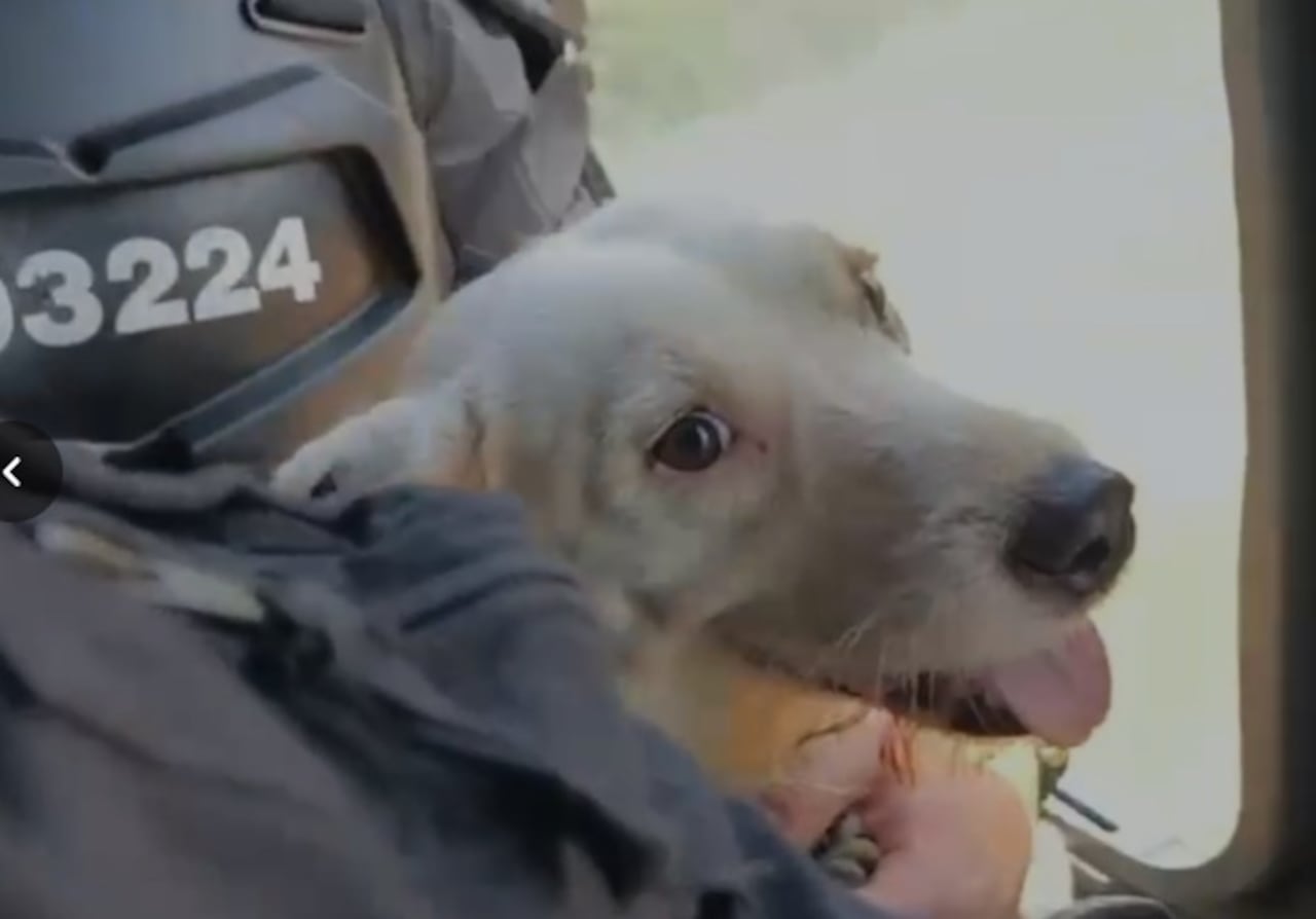 El patrullero Edinson Asprilla destacó que Mocho logró recuperarse gracias a los cuidados veterinarios y al acompañamiento permanente de los policías.