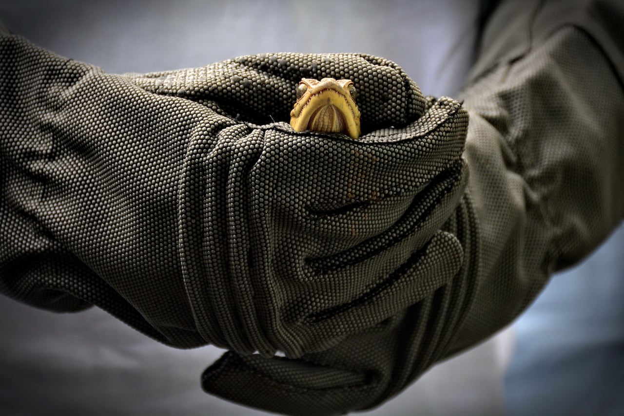 La Corporación Autónoma Regional del Valle del Cauca (CVC) realiza periódicamente liberaciones de fauna silvestre rescatada del tráfico ilegal y entregas voluntarias en el Pacífico colombiano, devolviendo especies como tortugas, caimanes y boasa su hábitat natural tras procesos de rehabilitación, reforzando su mensaje de que los animales silvestres no son mascotas y promoviendo la denuncia de tráfico ilegal.