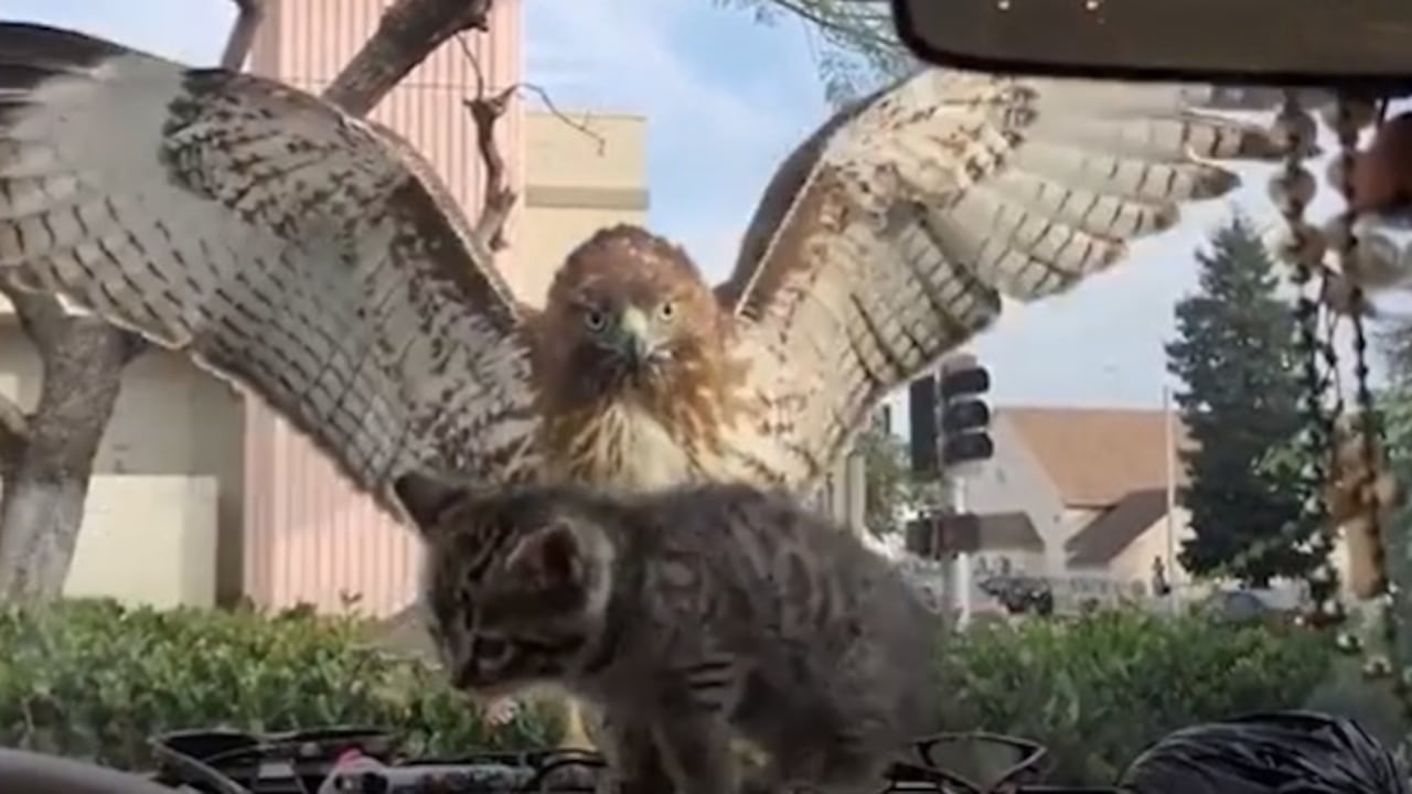 El águila intentó atrapar al gato que se encontraba al interior de un vehículo.
