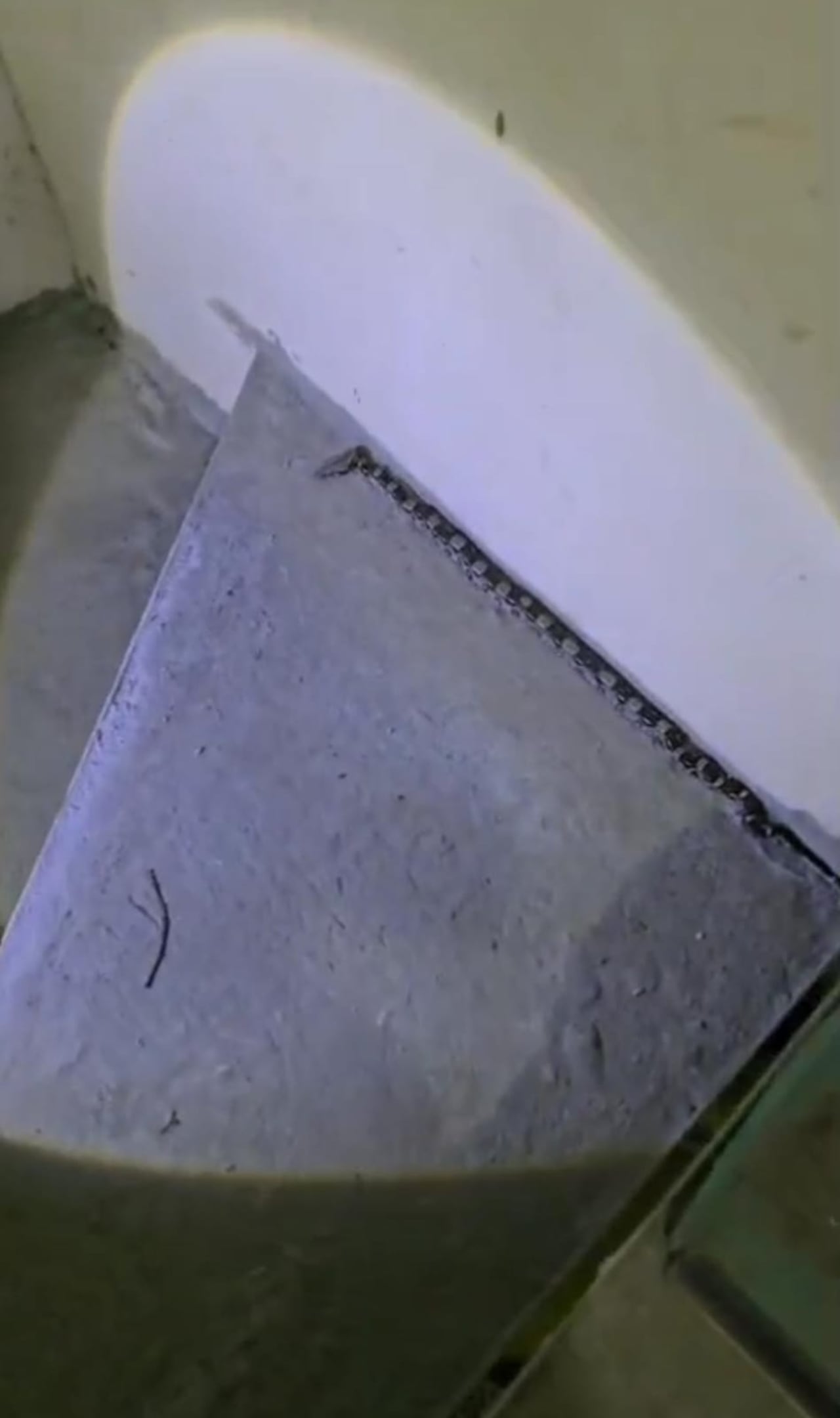 Se capturaron dos serpientes pequeñas que se encontraban dentro de una vivienda en La Buitrera.