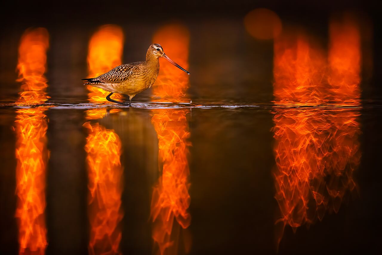 Mario Suárez Porras logra fotos que parecen pinturas, sin necesidad de acudir al Photoshop. Solo con la cámara, y las aves por delante.