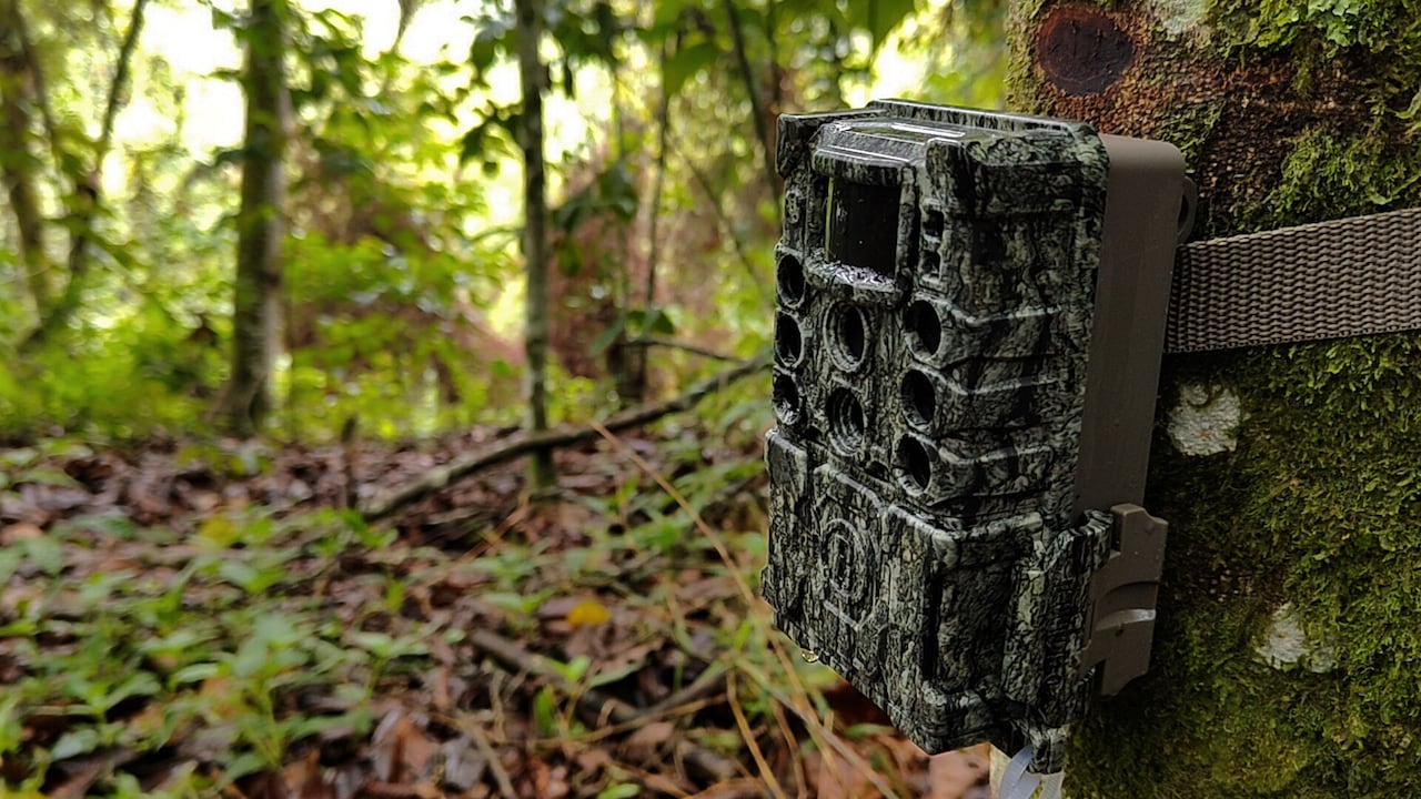 Con cámaras trampa, instaladas en los Farallones y corregimientos de Cali, tecnicos ambientales de Dagma y comunidad, monitorean la biodiversidad de la zona, integrandose a la Red Nacional Otus, que procesar información captada en terreno.
