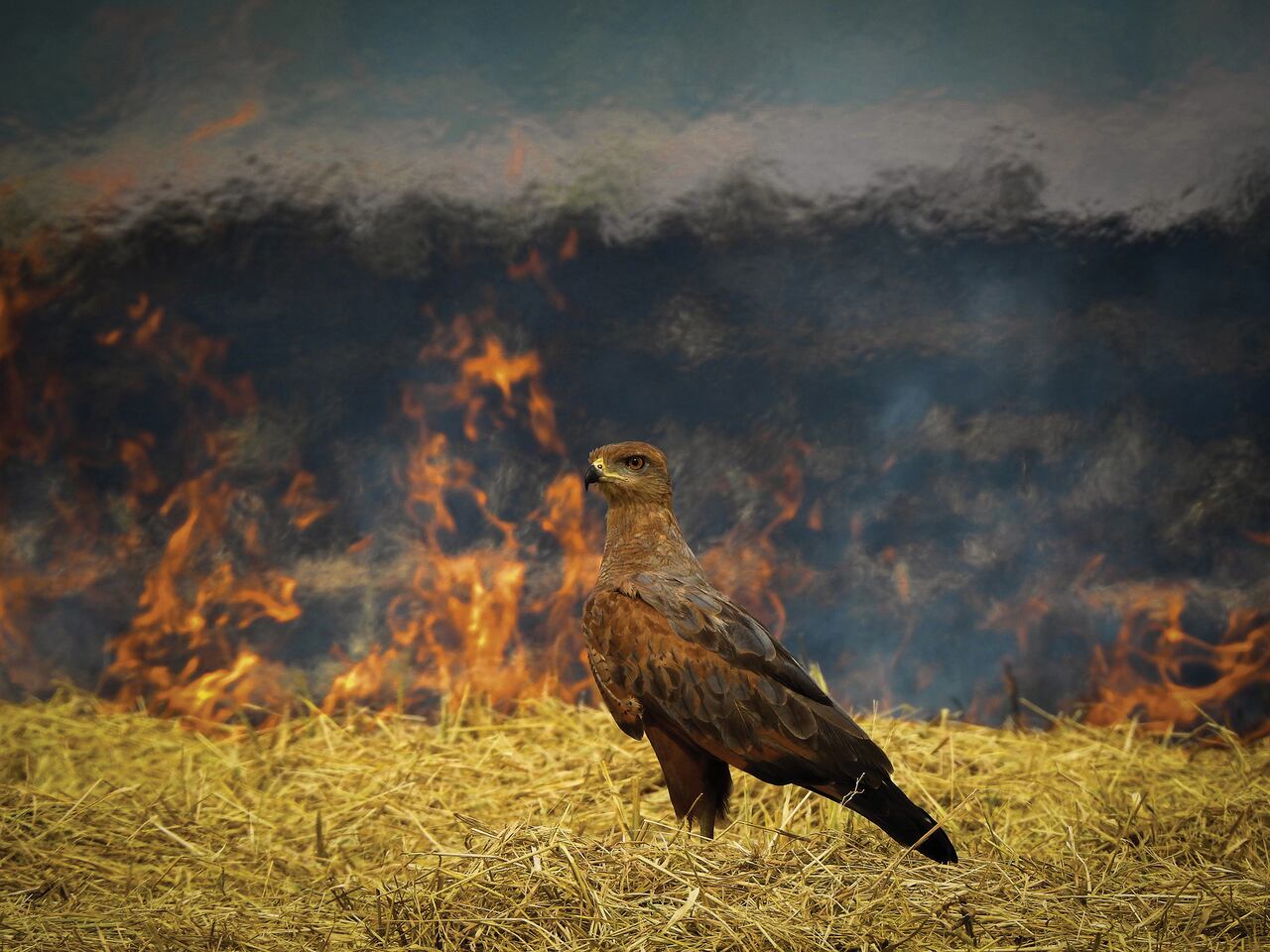 Imagen ganadora de Luis Alberto Peña en la categoría Conservación: un Gavilán sabanero en medio de un incendio forestal. Crédito: Luis Alberto Peña / Premios Audubon.