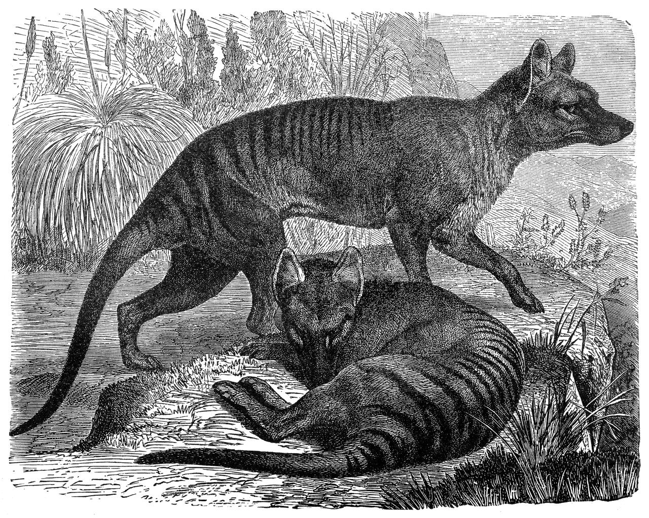 Tasmanian Tiger