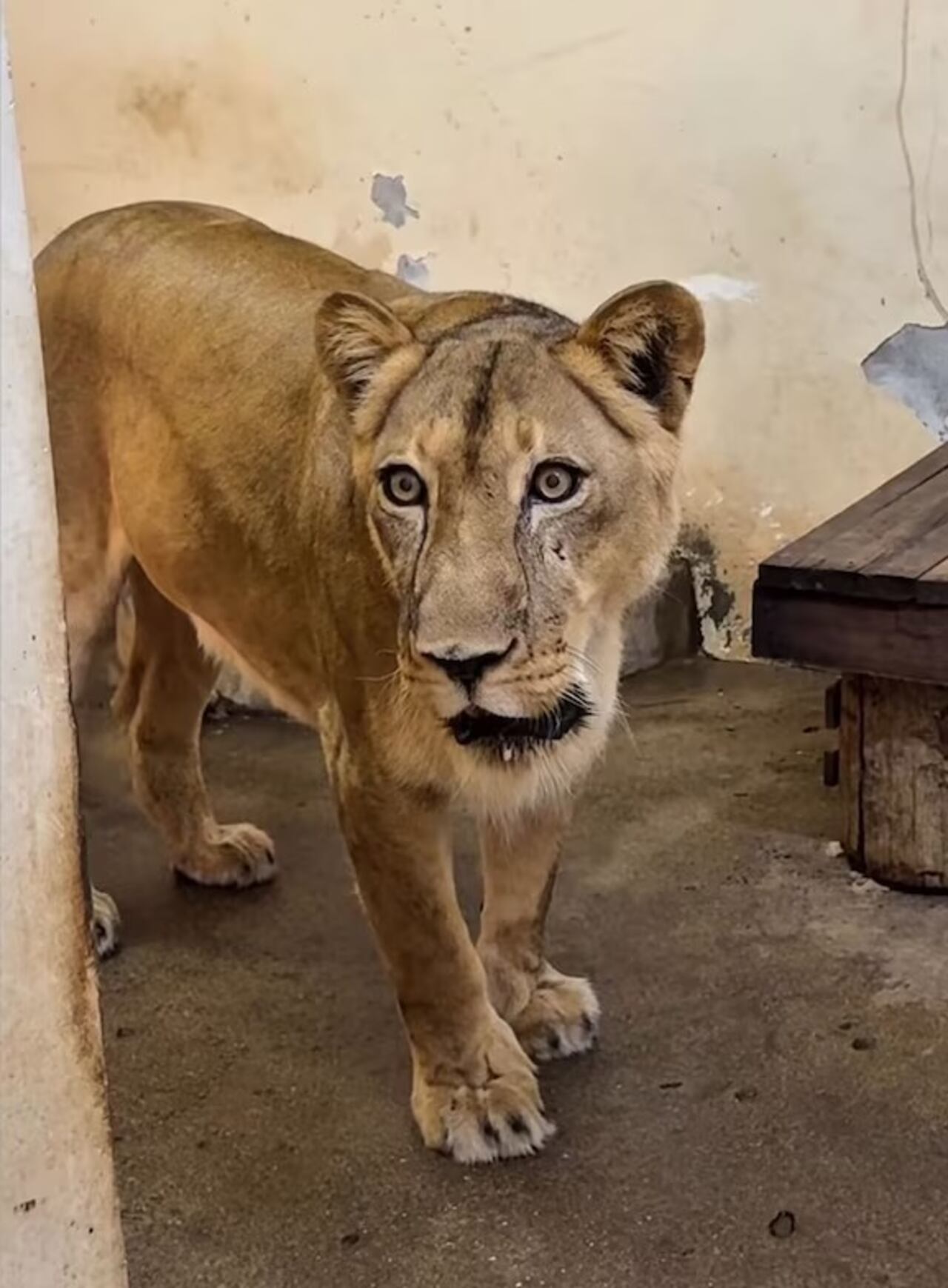 La leona involucrada se encuentra actualmente bajo observación veterinaria bajo cuidados estrictos tras sufrir un ataque de estrés por la invasión a su jaula .