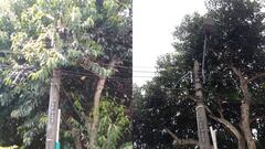 La oscuridad en la Calle 13 con 40B tenía en alerta a vecinos de El Guabal: tras la denuncia, Emcali realizó la poda