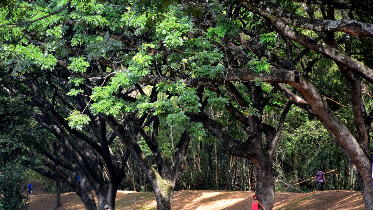 Cali cuenta con 30 bosques urbanos. Unos de los más emblemáticos son el de San Antonio y el Ingenio.