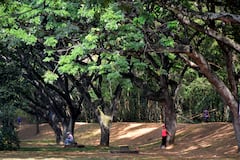 Cali cuenta con 30 bosques urbanos. Unos de los más emblemáticos son el de San Antonio y el Ingenio.