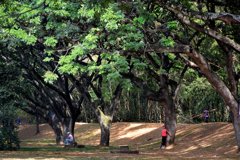 Cali cuenta con 30 bosques urbanos. Unos de los más emblemáticos son el de San Antonio y el Ingenio.