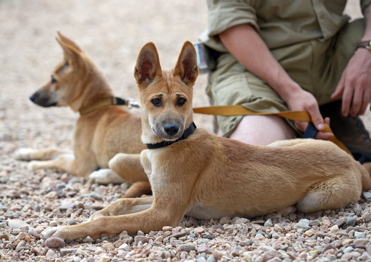 Dingo, animal