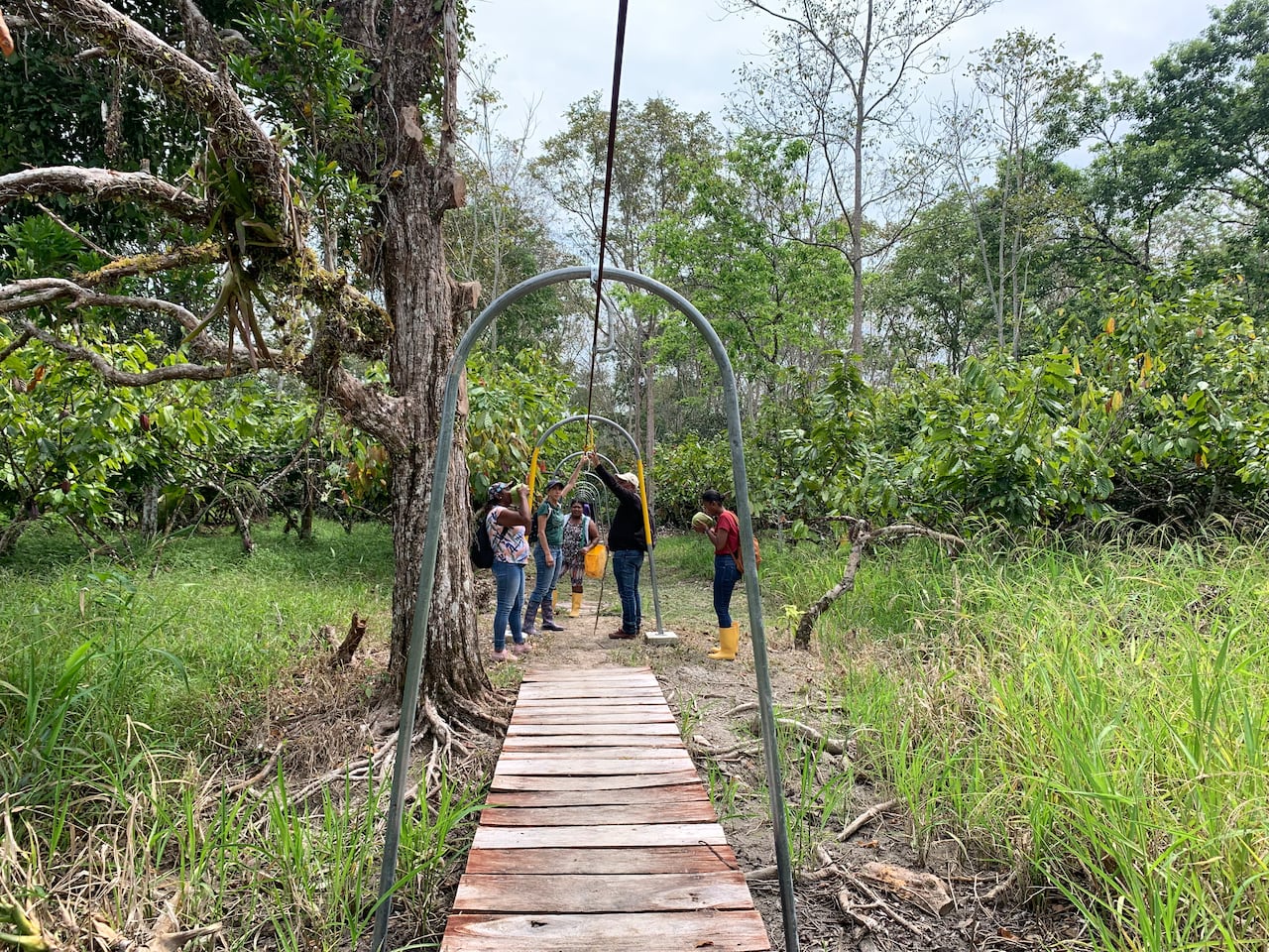 Cacaoteros de la ciudad de Tumaco, en el departamento de Nariño, al sur de Colombia.