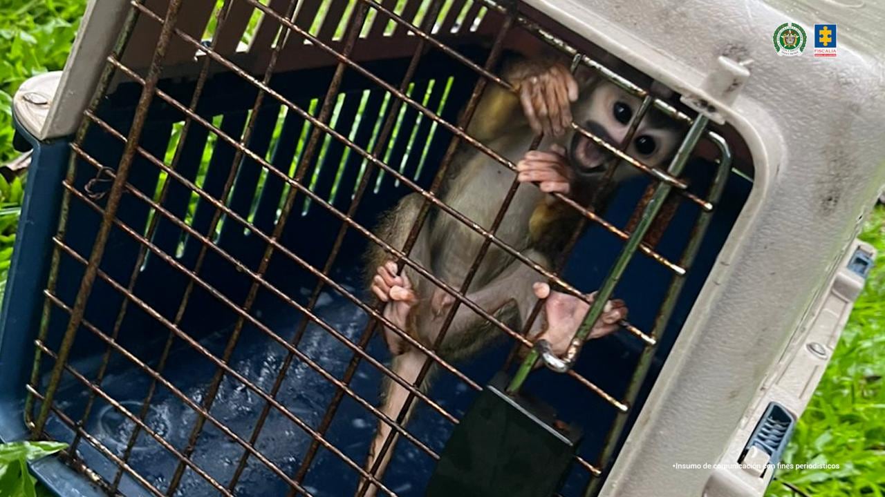 Los animales que tenía en su poder el creador de contenido se encontraban en condiciones precarias.