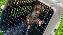 Los animales que tenía en su poder el creador de contenido se encontraban en condiciones precarias.