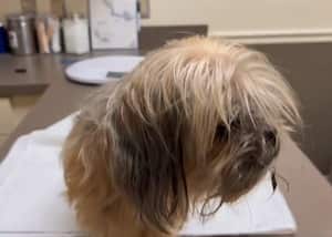 Bengi es un sobreviviente del Huracán Milton