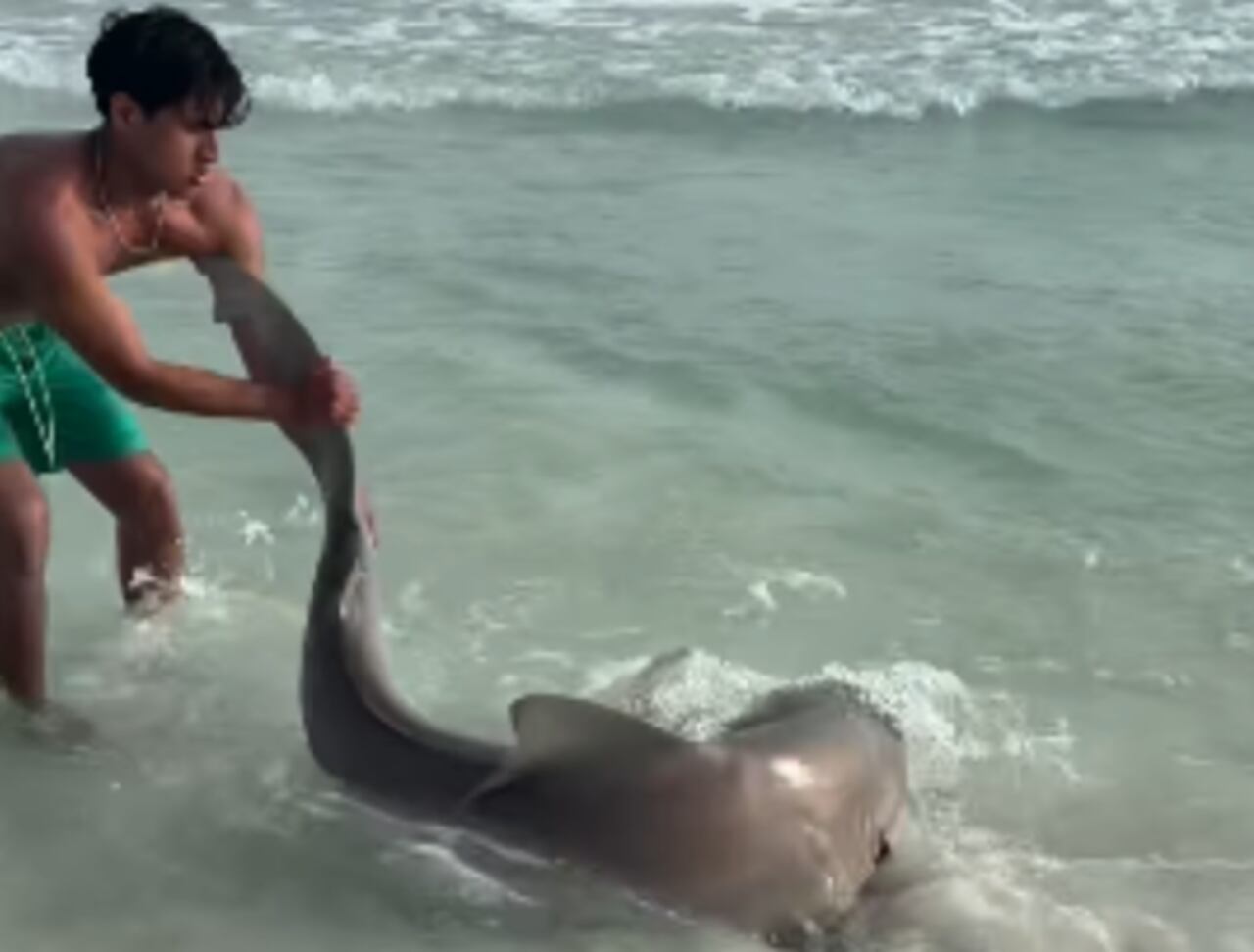 Un tiburón que se encontraba herido en la arena tomó el riesgo de exponer su propia integridad con el objetivo de auxiliar al animal que hacía un esfuerzo enorme de salvar su vida para poder regresar al agua.