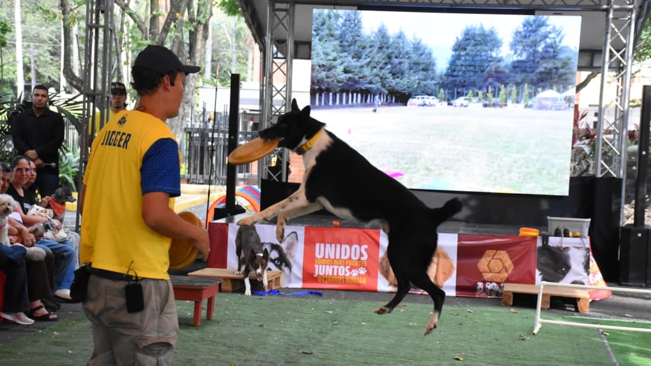 Los perros fueron protagonistas de las demostraciones de DiscDog y Agility, que hicieron parte de la programación de Unimascotas en Unicentro Cali.