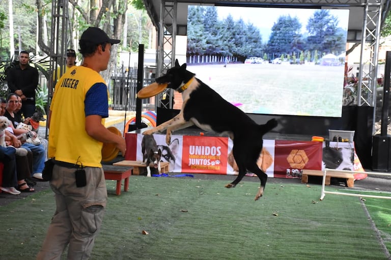 Los perros fueron protagonistas de las demostraciones de DiscDog y Agility, que hicieron parte de la programación de Unimascotas en Unicentro Cali.