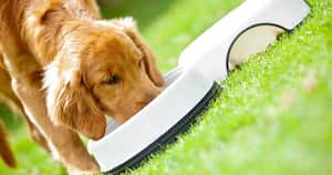 Esta es una de las principales inquietudes de todo amo. Aunque no hay una respuesta única, te damos 8 recomendaciones para garantizar que la cantidad sea correcta.