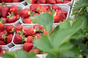 Las hojas de fresas eliminan el exceso de grasa. Photo: Sebastian Gollnow/dpa (Photo by Sebastian Gollnow/picture alliance via Getty Images)
