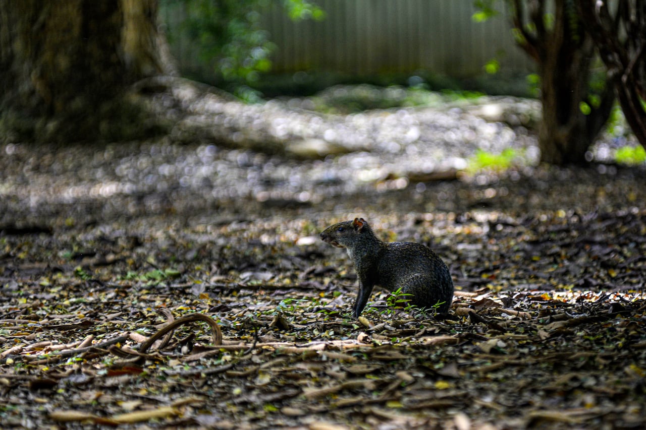 Reportaje gráfico. Humedales de Cali. Lago de las Garzas.