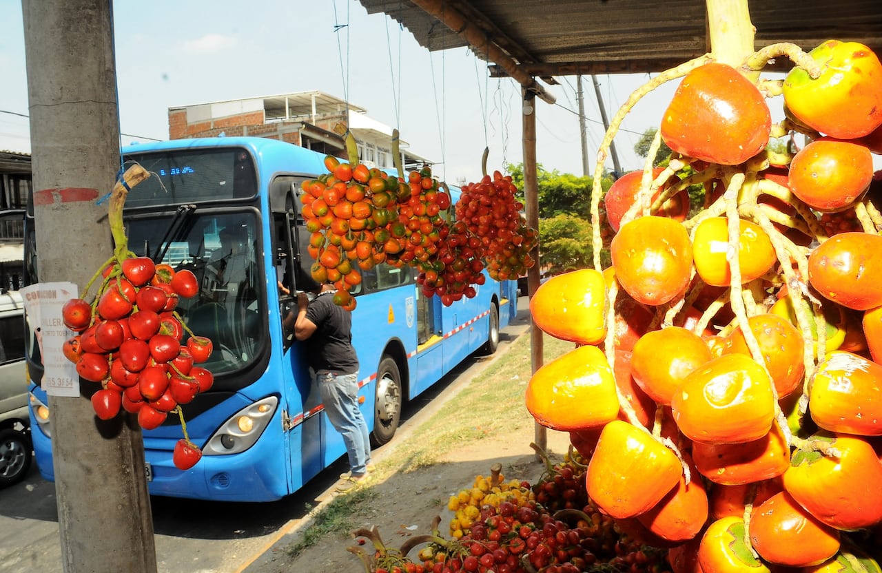 Cali: Reportaje gráfico, temporada de "superpoderes afrodisíacos" en Cali. El Chontaduro en esta temporada proveniente de Putumayo, también se cultiva en los departamentos de Chocó, Cauca, Valle del Cauca. Foto José L Guzmán. El País, feb 16-24